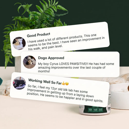 Stop the Silent Inflammation Before You See the Signs with Pawsitive™ Green Lipped Mussel + Glucosamine Supplement