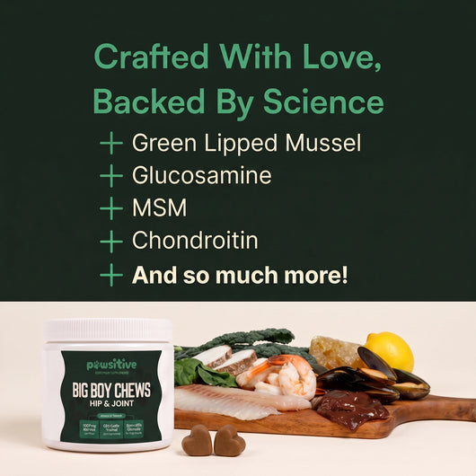 Stop the Silent Inflammation Before You See the Signs with Pawsitive™ Green Lipped Mussel + Glucosamine Supplement
